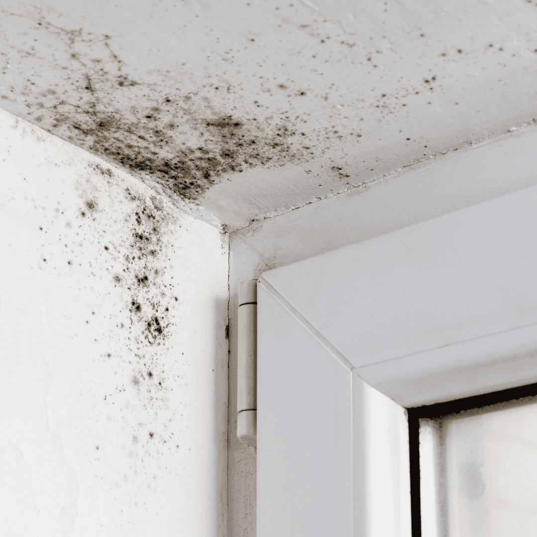 Does an air humidifier help with mold [2023]